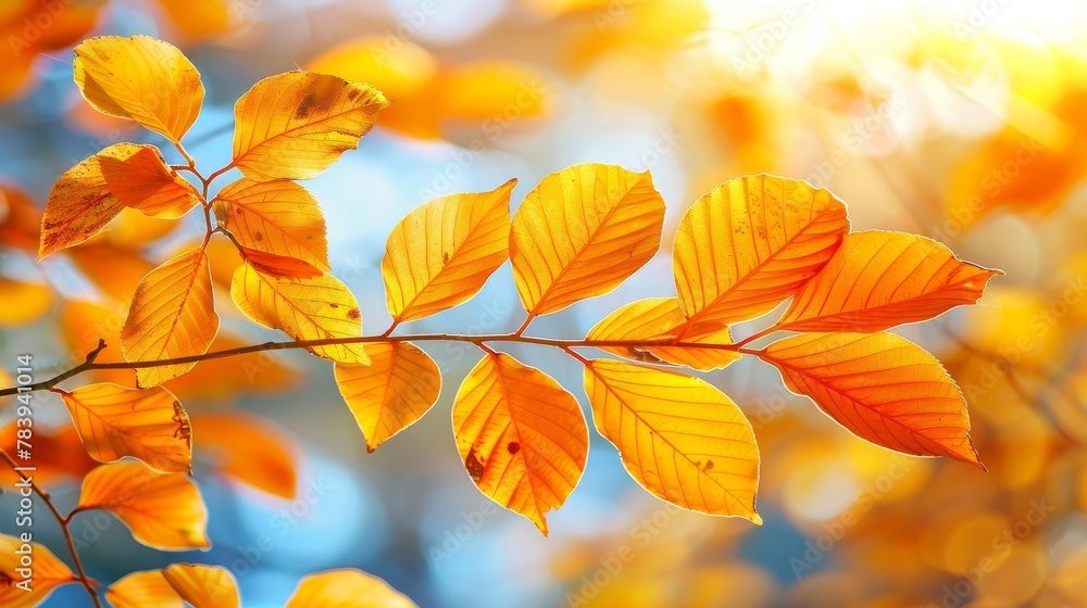Autumn leaves in the park with a sunny autumn background Autumn leaves in the park with a sunny autumn background