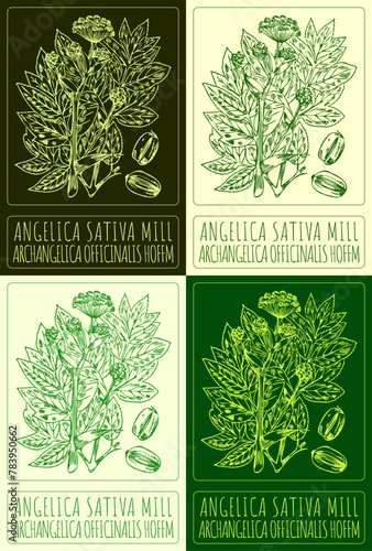 Set of vector drawing ANGELICA SATIVA MILL in various colors. Hand drawn illustration. The Latin name is ARCHANGELICA OFFICINALIS HOFFM. photo