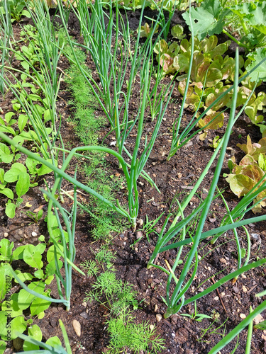 green leaves of vegetables on garden bed. Small plants. Cultivation. Onion, dill, salad