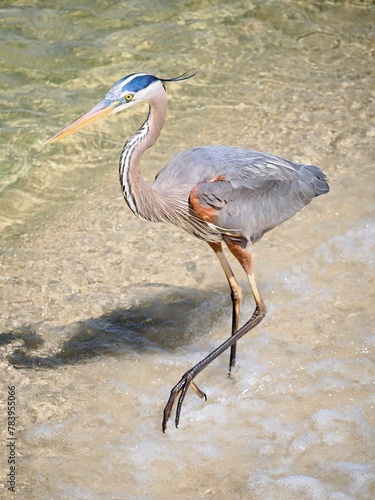 A Great Blue Heron Wading in Shallows of the Atlantic Ocean in Florida