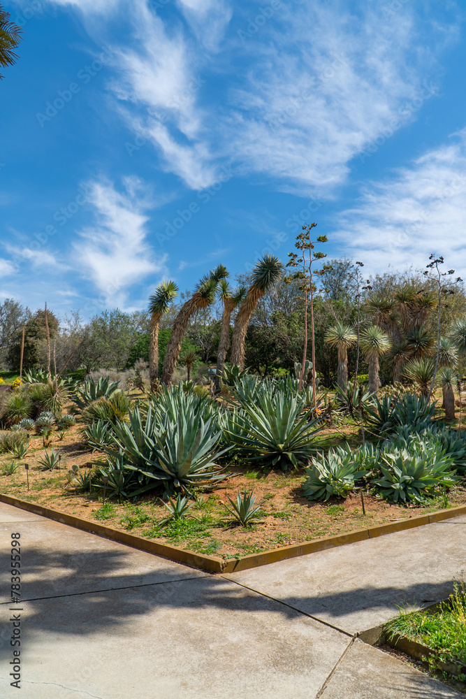Palm trees in the botanical garden of Barcelona