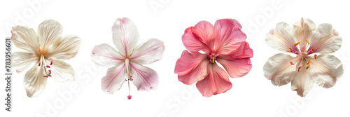 Set of bauhinia flowers isolated on a transparent background. PNG.