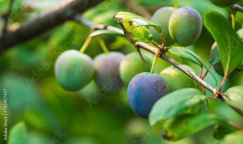 Plum tree branches with green unripe fruits. Selective focus. Agriculture. Shallow depth of field.