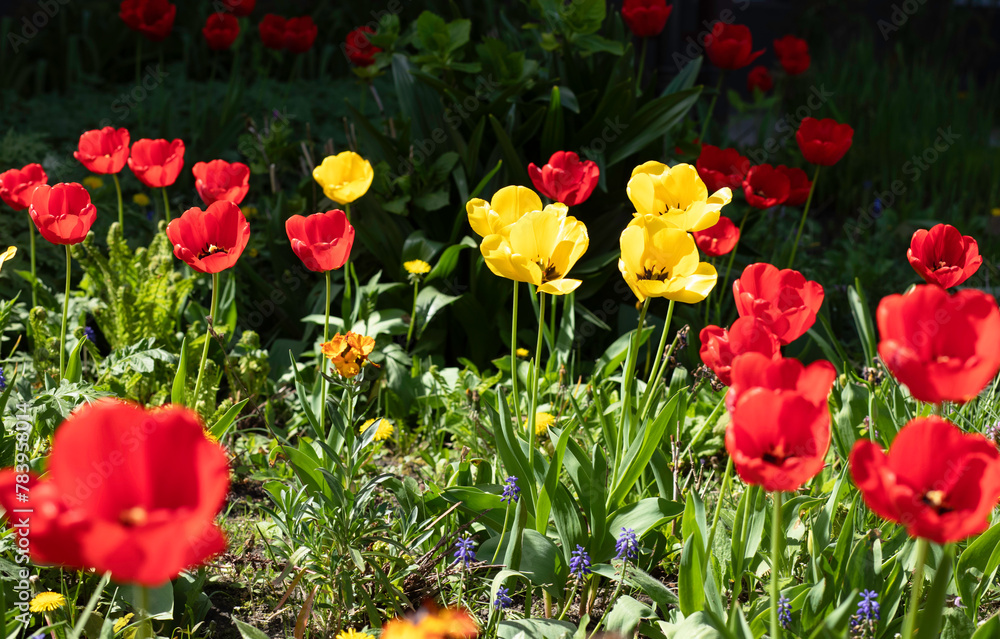 Red and yellow tulips with fresh green leaves. Spring flowers. Red and yellow tulips with fresh green leaves. Spring flowers.