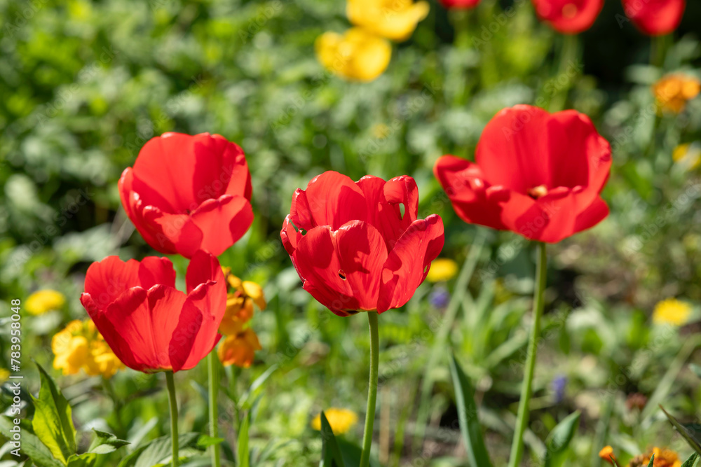 Red and yellow tulips with fresh green leaves. Spring flowers. Red and yellow tulips with fresh green leaves. Spring flowers.