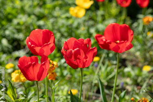 Red and yellow tulips with fresh green leaves. Spring flowers. © Szymon