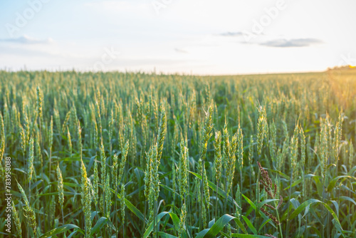 Green wheat on the field with beautiful sunset sky. Selective focus. Shallow depth of field.