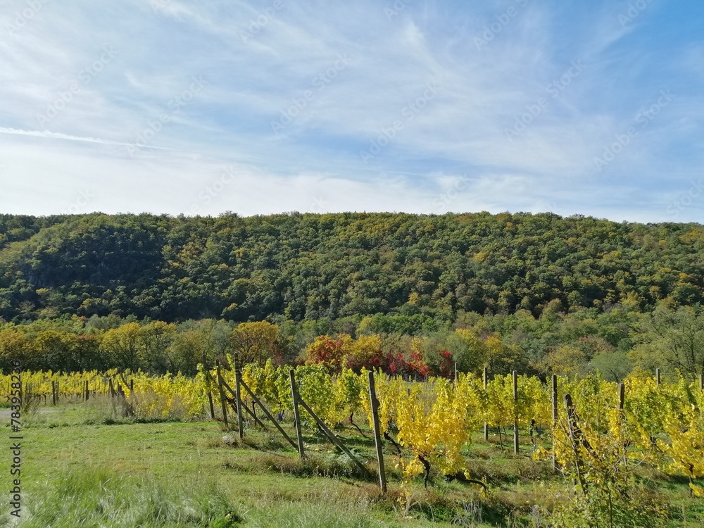 Wine yard near Znojmo