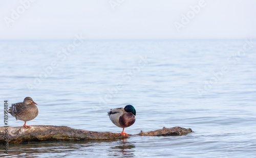 Unipedal resting of a mallard pair on a log at the shore of Lake Ontario. Concept of work and life balance. photo