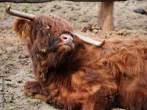 Scottish Highland Cattle or Kyloe lying in the sand and enjoying the sun