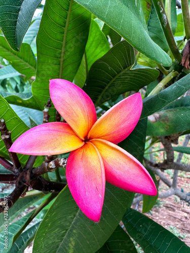 Close-up of pink tropical flower with green leaves behind. Hawaii flower photo