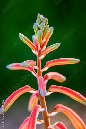 An agave flower in spring on a green background