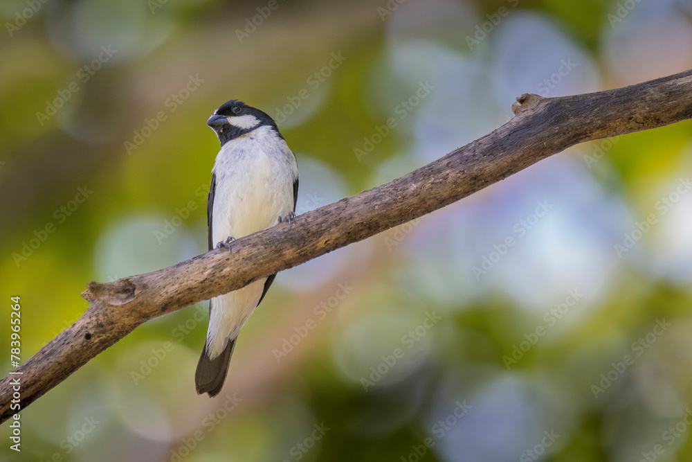 Naklejka premium Brazilian Savannah Bird The birds of Brazil are very beautiful and have many colors.
