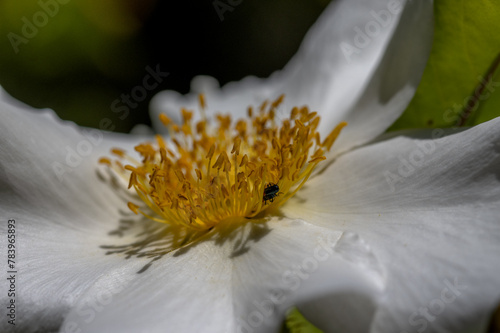 Macro d'une fleur blanche