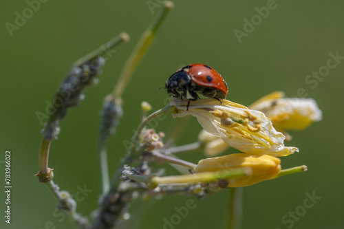 Un symbole de la nature, une coccinelle sur une fleur au printemps