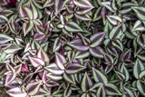 Plant leaf texture wallpaper background