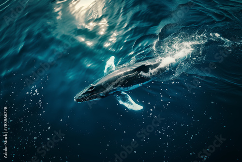 An underwater drone capturing footage of a massive blue whale migration. A humpback whale gracefully swims underwater in the fluid of the ocean