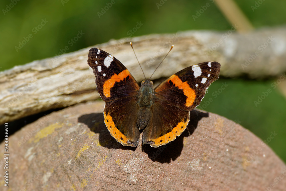 Red admiral butterfly (Vanessa Atalanta) sitting on stone in Zurich, Switzerland Red admiral butterfly (Vanessa Atalanta) sitting on stone in Zurich, Switzerland
