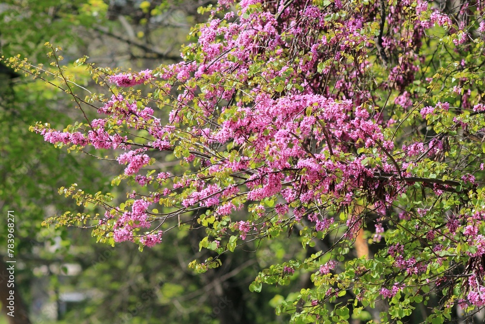 Pink flowers on the branches of Cercis siliquastrum in the park in spring
