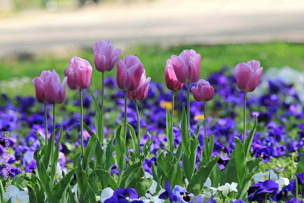 Colorful tulips and pansies on a flower bed in the park on a blurred background
Colorful tulips and pansies on a flower bed in the park on a blurred background