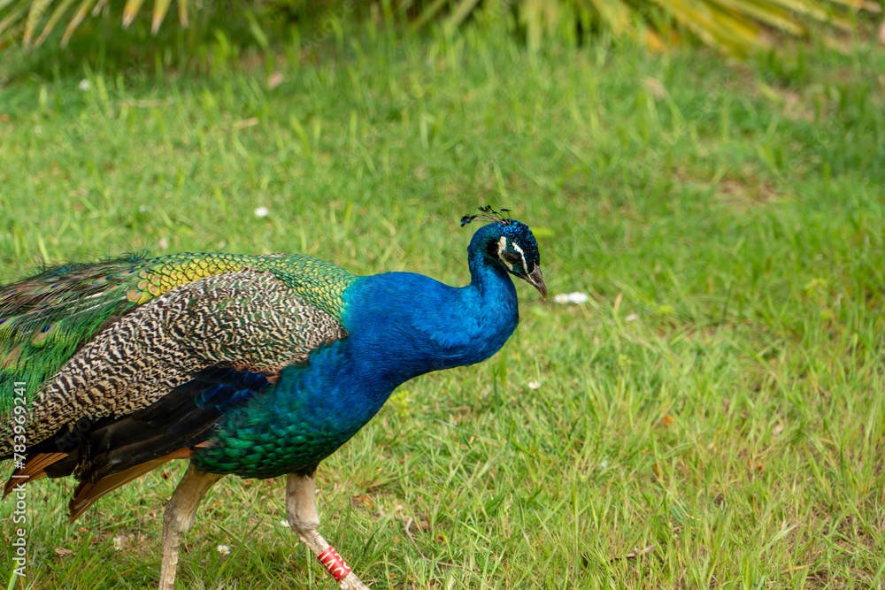 Fototapeta premium Peacock in the Zoo of Barcelona