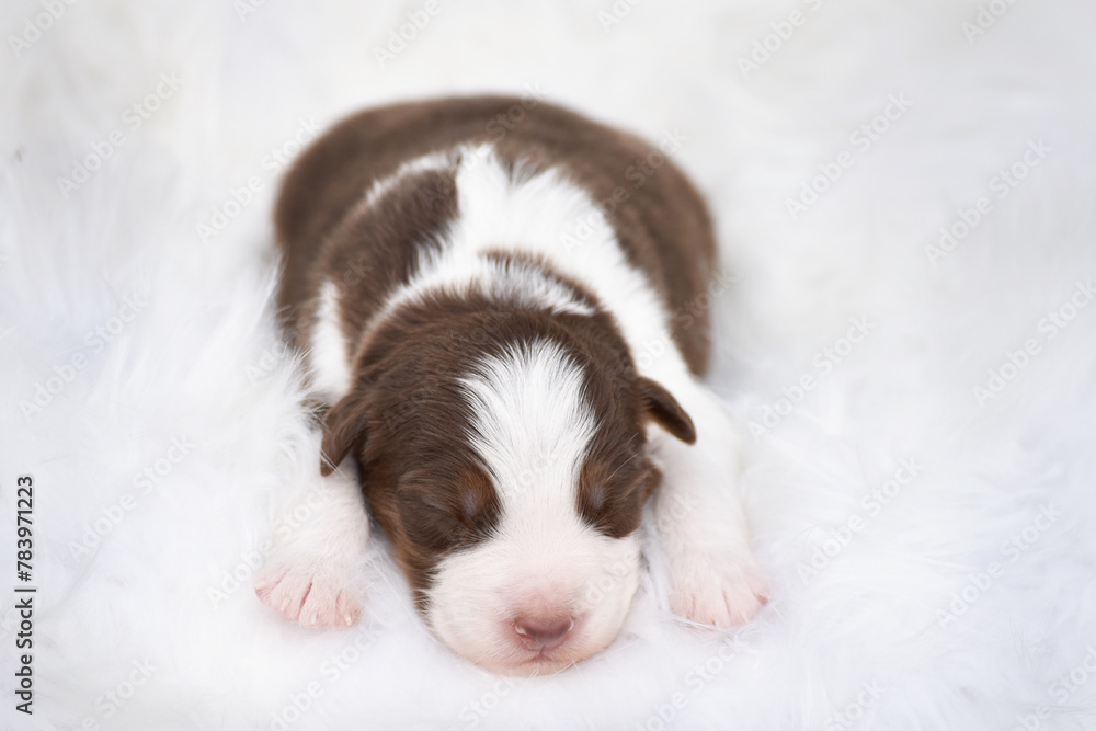 Newborn Australian Shepherd puppy sleeping on white wool background