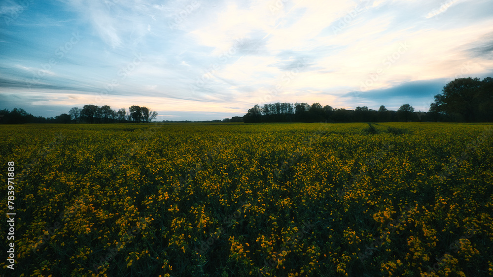 Raps - Rapsblüte - Feld - Yellow - Rapeseed - Beautiul - Sky - Background - Concept  - Ecology - Blooming  - Flower - Bloom - Green - Horizon - Wonderful 