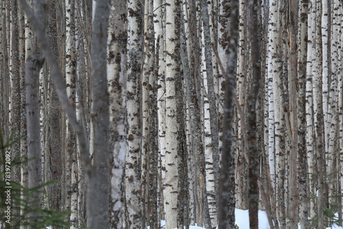 birch forests in early April