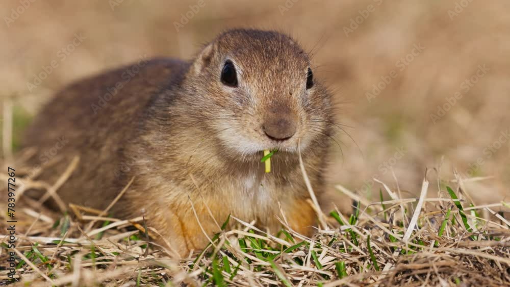 Funny gopher eating fresh grass, little ground squirrel or little suslik, Spermophilus pygmaeus is a species of rodent in the family Sciuridae. Suslik in wildlife. Slow motion video Funny gopher eating fresh grass, little ground squirrel or little suslik, Spermophilus pygmaeus is a species of rodent in the family Sciuridae. Suslik in wildlife. Slow motion video