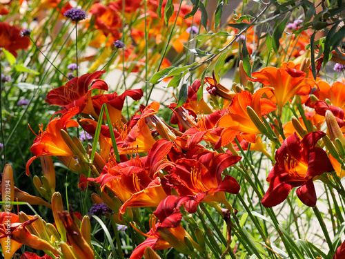 Red orange daylily (hemerocallis) with the stamens in a french garden