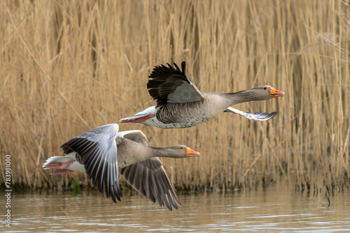 Two Greylag Goose (Anser anser)  in flight. Gelderland in the Netherlands.                                                                  
