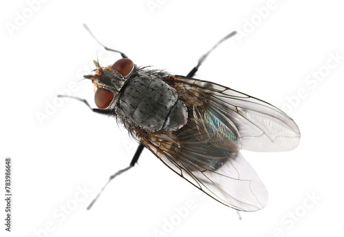 Macro blue fly insect isolated on white background	