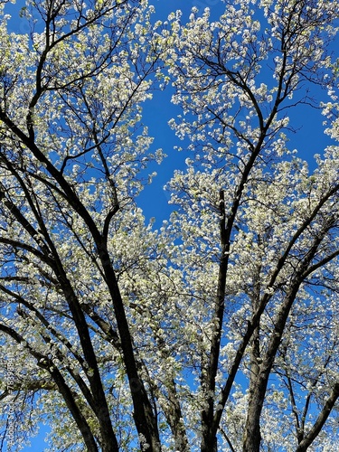 White blooming tree flowering in spring against a blue sky background