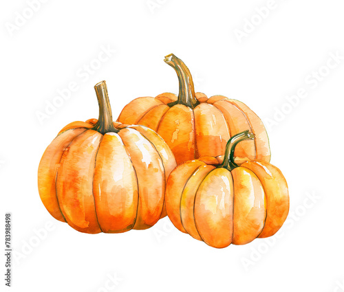 Watercolor Pumpkins composition. Fall harvest illustration isolated on a transparent background