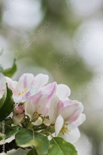 Close up of apple blossom in spring  shallow depth of field