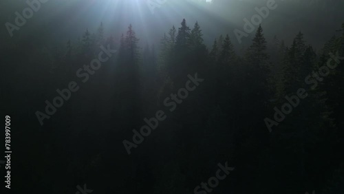 Sunlight Shining into Foogy Woodland Tree Nature Environment photo