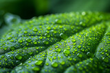Water droplets on green leaf close up, macro texture natural wallpaper background