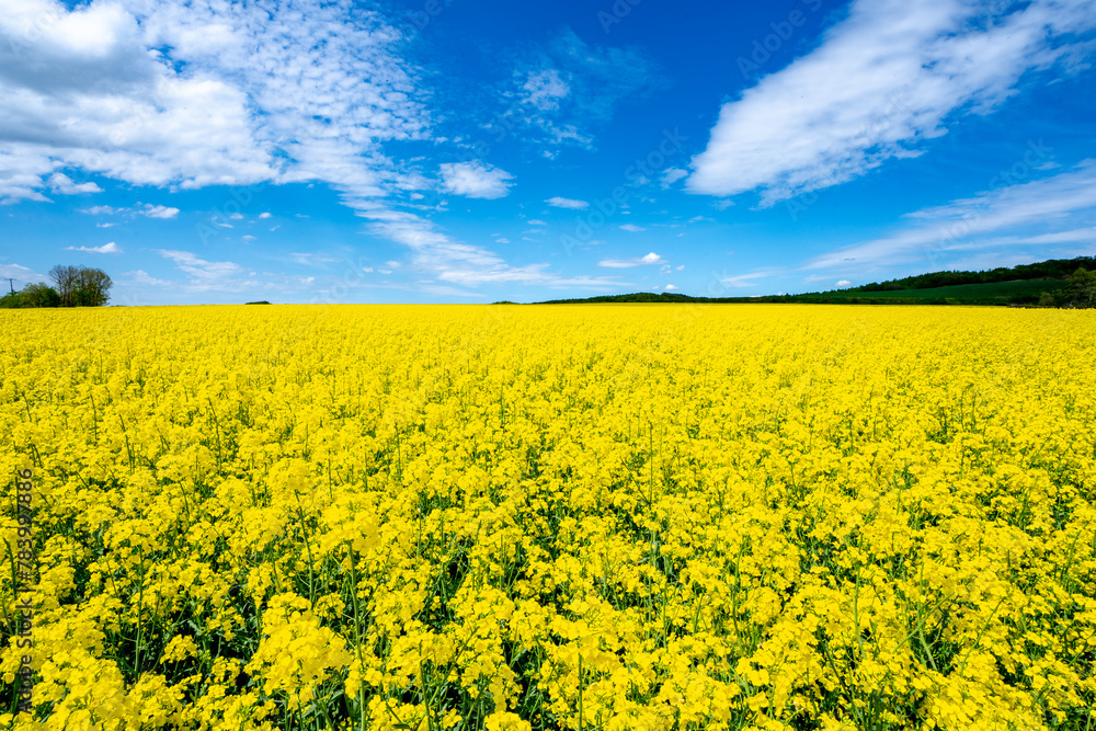 Obraz premium 安平町の菜の花畑（北海道勇払郡安平町）