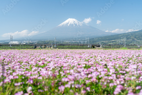 Mount Fuji with cosmos flowers, Shizuoka Prefecture, Japan