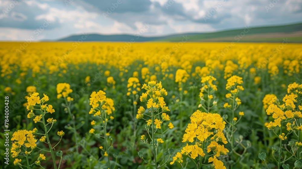 Field of Yellow Flowers Under a Cloudy Sky