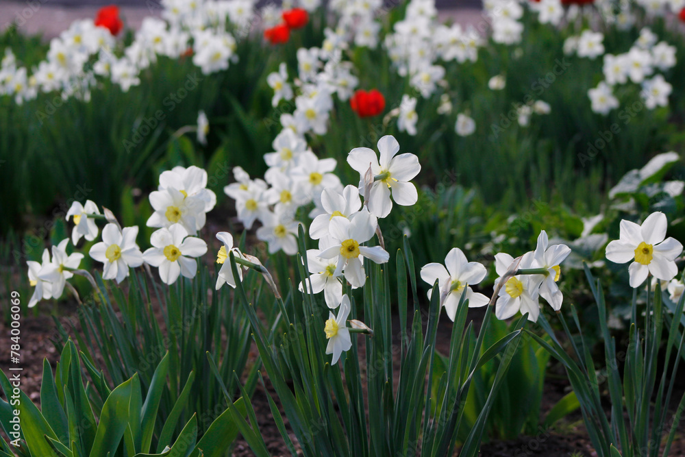 daffodils in the garden