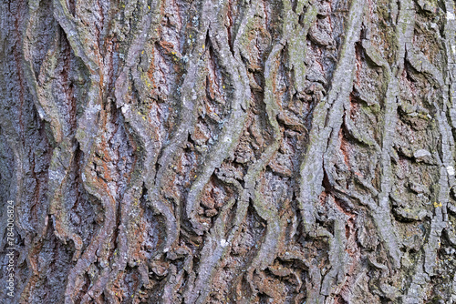 interesting natural pattern on linden bark