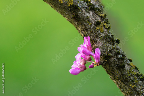 japanese cherry flower from tree trunk