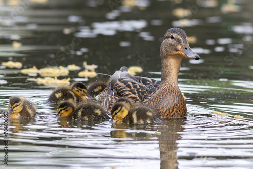 mallard hen with newborns on duck pond