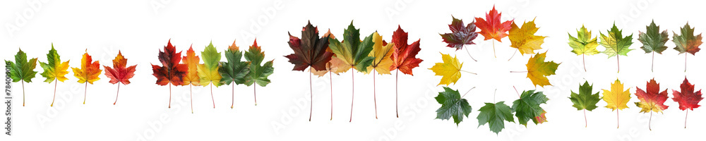Fototapeta premium Maple leaf cycle png isolated set in 3d transparent using for presentation.
