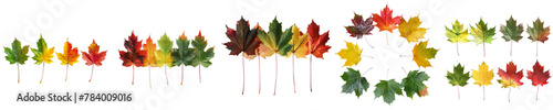 Maple leaf cycle png isolated set in 3d transparent using for presentation.