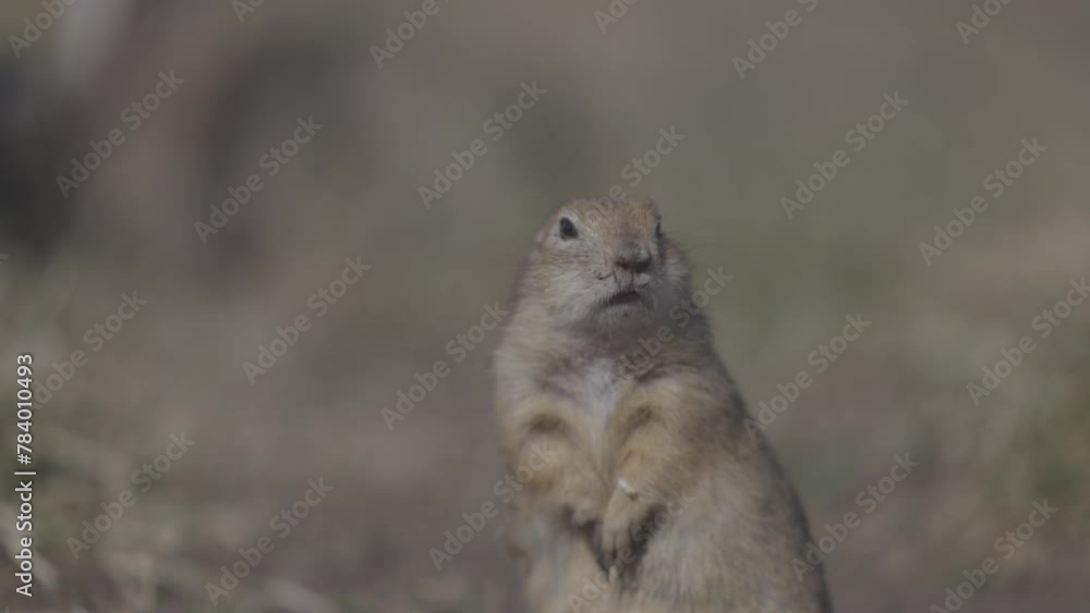 Portrait of Funny gopher in wildlife, little ground squirrel or little suslik, Spermophilus pygmaeus is a species of rodent in the family Sciuridae. ProRes 422, 10 bit ungraded C-LOG, Slow motion Portrait of Funny gopher in wildlife, little ground squirrel or little suslik, Spermophilus pygmaeus is a species of rodent in the family Sciuridae. ProRes 422, 10 bit ungraded C-LOG, Slow motion