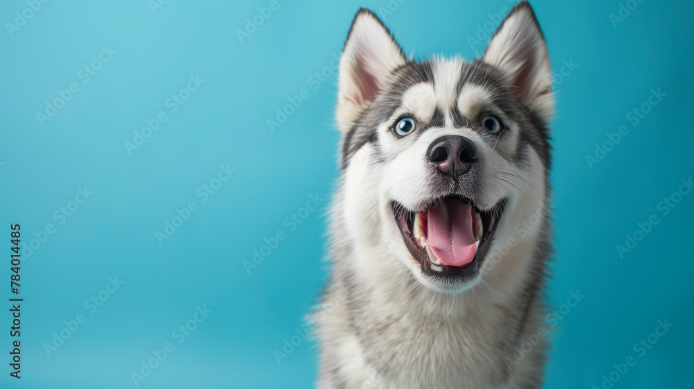 A happy dog with a blue background. The dog is smiling and has its tongue out. The blue background gives the image a calm and peaceful mood A happy dog with a blue background. The dog is smiling and has its tongue out. The blue background gives the image a calm and peaceful mood