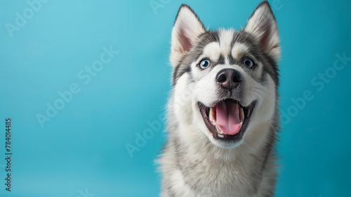 A happy dog with a blue background. The dog is smiling and has its tongue out. The blue background gives the image a calm and peaceful mood photo