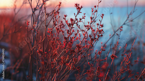 Wild red boxwood bush. Wild bush by the sea. Leafless shrubs at sunset. Selective focus close-up